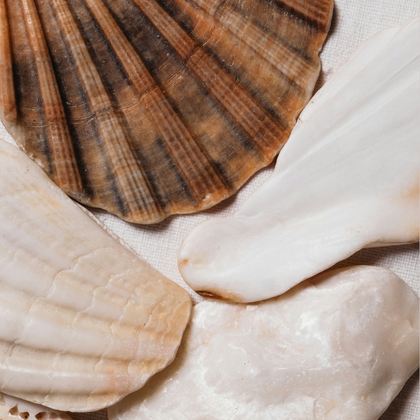 Seashells